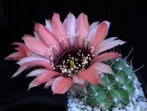 【黑喉丽花仙人球】黑喉丽花仙人球品牌,价格 - 阿里巴巴