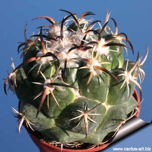仙人球 顶花球属   钢钉  10粒种子  顶花之王 包邮