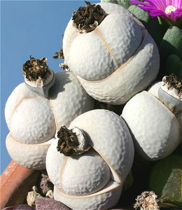 南蛮玉高尔夫