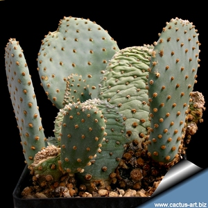 仙人掌  海狸 团扇 20粒种子 红花 opuntia basilaris  包邮