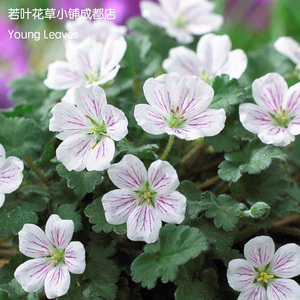 白花 姬风露草 牻牛儿 迷你erodium reichardii album山野草 盆栽