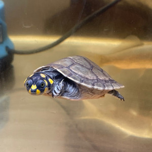 深水黄头忍者神龟清道夫吃垃圾吃鱼粪好养鱼缸混养宠物小乌龟活物