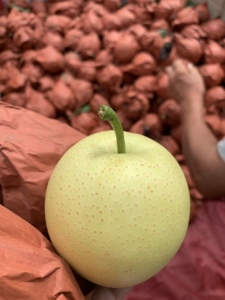 河北省邯郸魏县新鲜皇冠梨自家梨子鸭梨之乡现摘坏果包赔薄皮脆甜