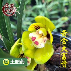 兰花苗 黄金大富贵 春兰黄花荷瓣浓香绿植盆栽花卉 春季带花苞