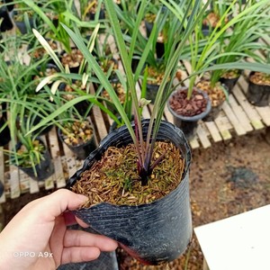 细叶寒兰精品兰花紫色紫杆御品净化空气紫秀吸甲醛阳台室内绿植