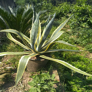 虎舌兰