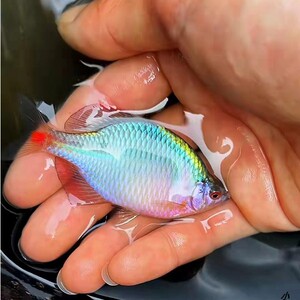 825人付款淘宝七彩五彩色丽丽鱼活体小型宠物鱼热带淡水鱼耐活鱼冷水