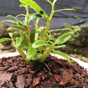 正宗霍山米斛苗石斛苗盆景矮壮品种超铁皮石斛盆栽可食用买三送一