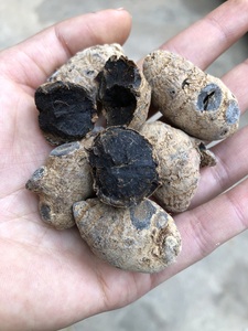 血三七云南水三七跌打损伤泡酒圆头乌七紫红色血色雪三七500克