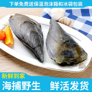 海鲜鲜活大带子新鲜绿贝瑶柱连云港野生扇贝贝类水产烧烤蒜蓉粉丝
