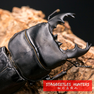 锹形虫猎人 苏门答腊/爪哇宽扁锹成虫/幼虫(甲虫,锹甲,兜虫)