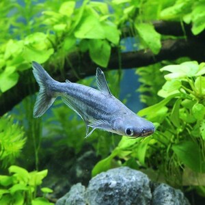 热带鱼淡水鲨鱼虎鲨观赏鱼大型虎头鲨大白鲨鱼凶猛鱼龙鱼配鱼