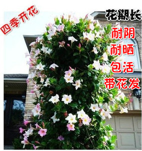 飘香藤 攀爬类耐阴植物花卉盆栽 双喜藤 文藤盆景 庭院爬藤植物苗