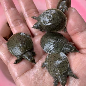 小甲鱼苗顺丰包邮黄河甲鱼外塘种苗8克左右规格中华鳖苗养殖苗