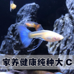 90207人付款淘宝纯种精品孔雀鱼活体红黄蕾丝礼服天空蓝大c小型观赏鱼