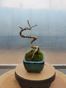 原生山里红盆景野山楂26-49老桩掌中宝微型一物一拍开花结果造型