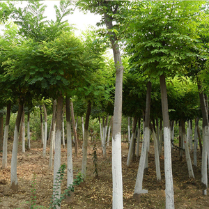 【白蜡杆树苗】白蜡杆树苗品牌,价格 - 阿里巴巴