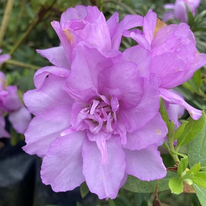 嫁接皋月岸牡丹杜鹃花重瓣淡紫色四季开花室内外名贵盆栽好养植物