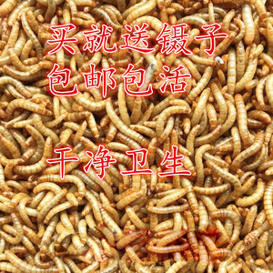 1212明明2121淘宝白符跳虫红跳虫活体螳螂 蜘蛛 箭毒蛙 蝾螈 壁虎