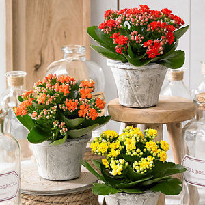 长寿花盆栽桌面植物花期长带花重瓣室内客厅桌面盆景四季花卉