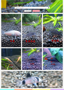 鱼缸除藻清洁工具鱼鼠鱼黑金红头鼠金线金三间鼠异型红蓝眼胡子