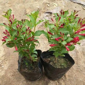 红王子锦带盆栽花卉绿植盆栽庭院景观花卉耐寒耐旱