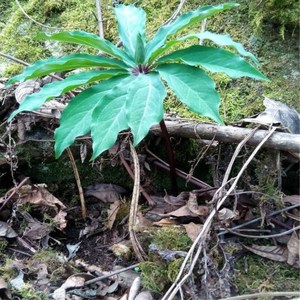 中国四川农产品重楼新鲜七叶一枝花蚤休草河车块茎去须根250g包邮