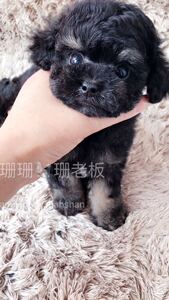 纯种花色泰迪幼犬铁包银泰迪铁包金泰迪花色贵宾幼犬