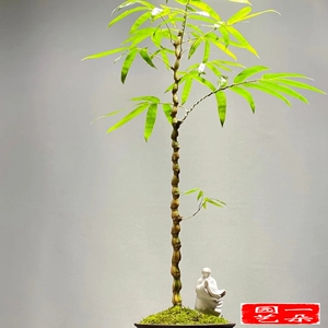 【佛肚竹大型】佛肚竹大型品牌,价格 - 阿里巴巴