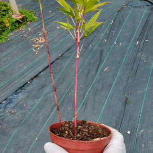 日本朱竹红竹红寒竹花叶寒竹绿植盆栽书房迷你桌面高档竹子有竹鞭