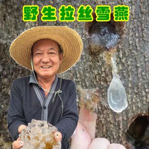 云南野生拉丝雪燕胶天然特级正品500g可配搭桃胶皂角米组合即食装