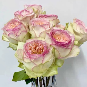 蝴蝶公主月季花大苗花店玫瑰大花抗性强阳台庭院大花浓香四季花卉