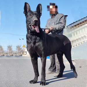 黑狼犬幼犬纯种巨型幼崽纯黑色中华墨界黑狼大狼狗活体大型犬包邮