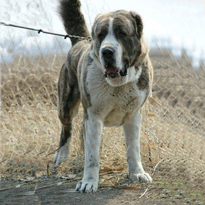 中亚牧羊犬巨型大型