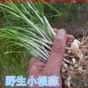 野生小根蒜种子