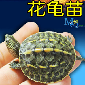 外塘六线花龟珍珠苗台湾草龟活体乌龟草龟巴西宠物深水中华花龟苗