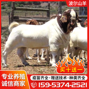 波尔山羊种羊