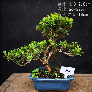 优质原生小品日本皋月杜鹃大杯大杯东洋杜鹃室内外盆景盆栽