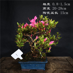 特价活动原生小品日本皋月杜鹃大杯大杯东洋杜鹃室内外盆景盆栽
