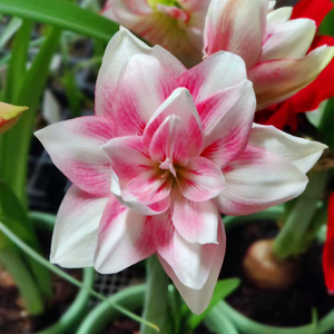 澳洲朱顶红选美皇后花苗 多年生盆栽