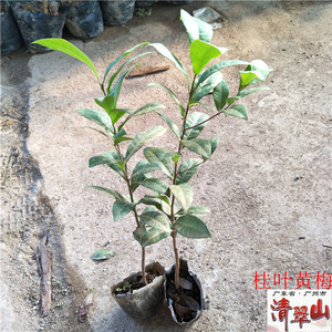 桂叶黄梅米老鼠苗庭院道路公园绿化观叶观花植物净化空气美观好养