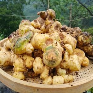 老虎姜贵州