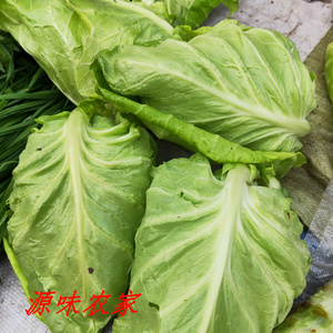 橄榄菜包菜大别山霍山农家包心菜卷心菜洋白菜圆白菜时令蔬菜500g