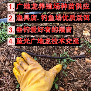 广东惠州野生广地龙黑蚯蚓万能饵料中号大号特大号蚯蚓(包活包邮