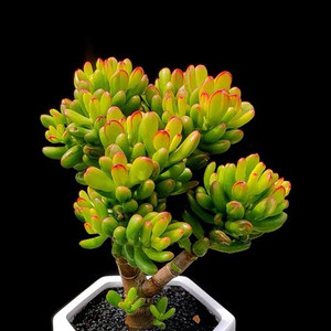 招财猫吸财树多肉植物姬红花月老桩群生超大好养肉肉大株花卉包邮