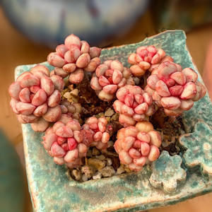 多肉植物红葡萄