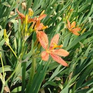 射干种苗 金蝴蝶 鸢尾科植物 盆栽花卉 清热解毒,化痰利咽包活的