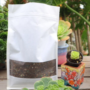 504人付款淘宝正版美杜莎法师多肉一物一拍黑金刚女巫墨娅王妃君美丽