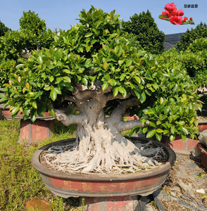 小叶白皮气根榕树盆景老桩大型精品岭南技法矮霸造型庭院室内绿植