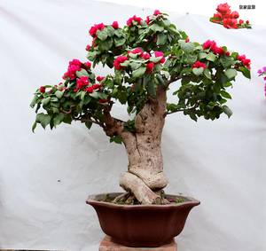 三角梅盆景老树桩矮霸造型玫红四季红勤花勒杜鹃阳台庭院观花绿植